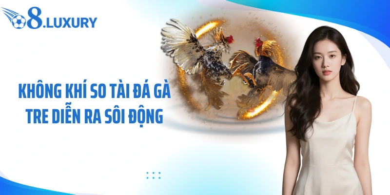 Không khí so tài đá gà tre diễn ra sôi động